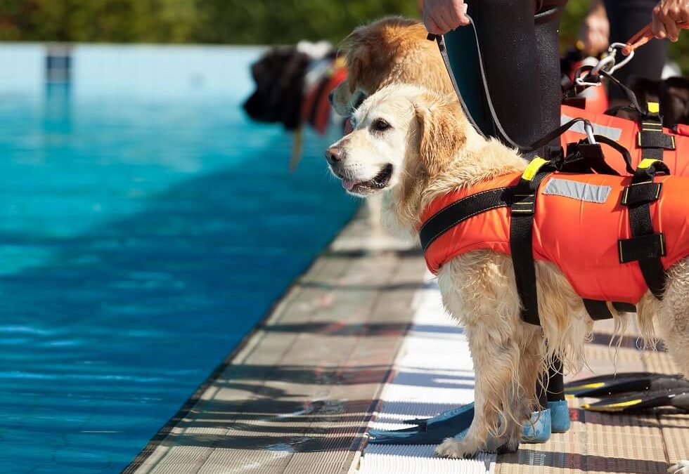 4 Best Canine Life Jackets