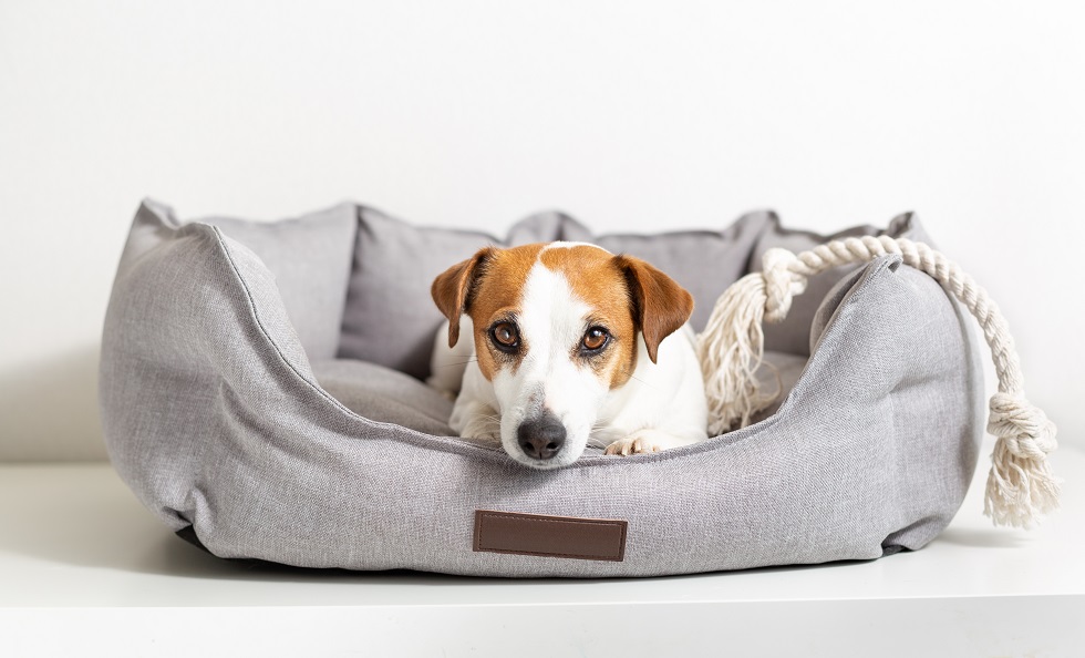 6 Best Pets Bed and Furniture Hideaway