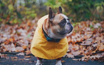 Best Brands of Dog Raincoats and Rain Jackets