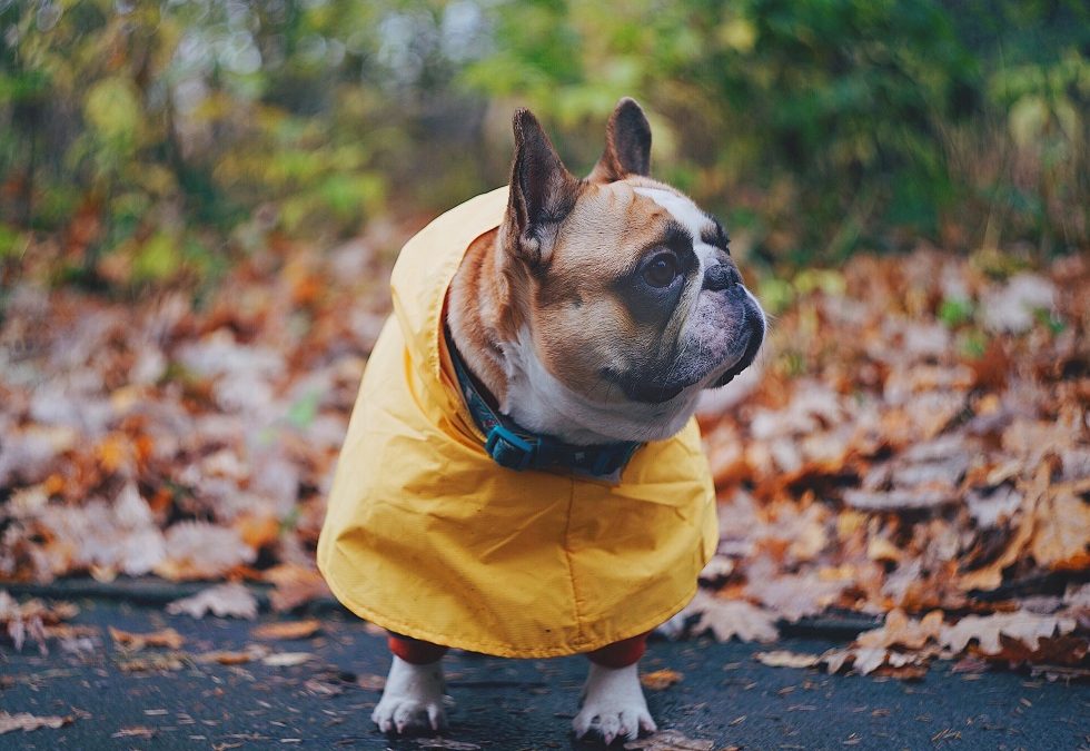 Best Brands of Dog Raincoats and Rain Jackets