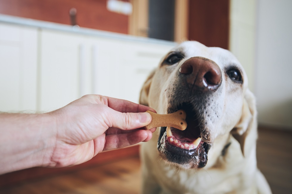 Best Dog Calcium Supplements