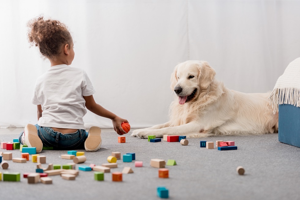 Five Ways to Maintain your Dog Toys