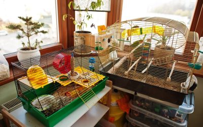 Top Toys for Entertaining your Hamster