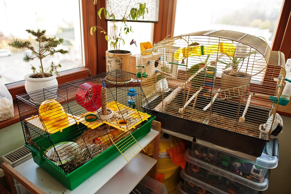 Top Toys for Entertaining your Hamster