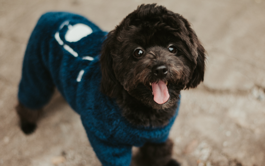 Top Pet Clothing Brands