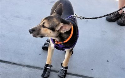 Best Brands for Dog Boots