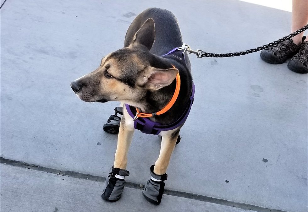 Best Brands for Dog Boots